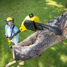 Best Stump Grinding and Removal  in , CO