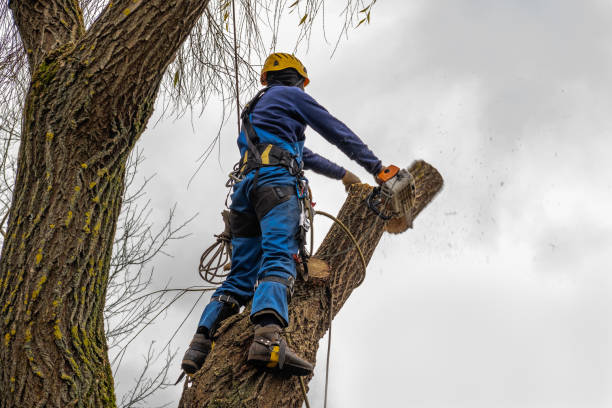 Best Weed Control Services  in , CO